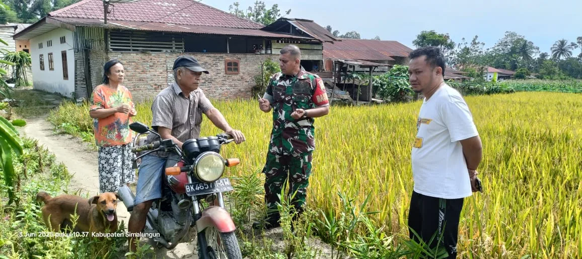 Babinsa Koramil 09/Tiga Balata Dorong Petani Jual Gabah ke Bulog, Panen Padi Siap Digelar di Jorlang Hataran