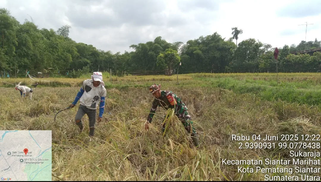 Panen Padi Bersama Poktan Horas Nauli, Babinsa Siantar Selatan Pererat Sinergi dengan Petani”