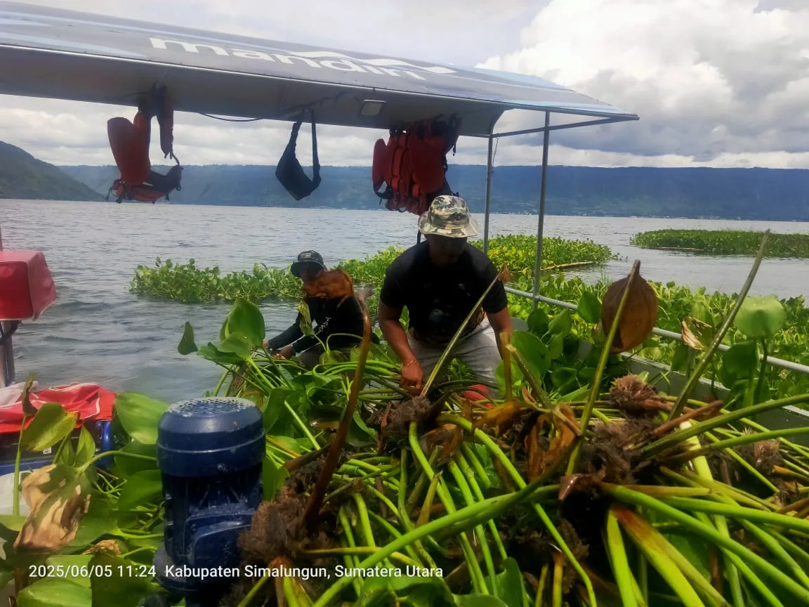 Satgas Kodim 0207/Simalungun Angkat 48 Ton Eceng Gondok dari Danau Toba dalam Sehari