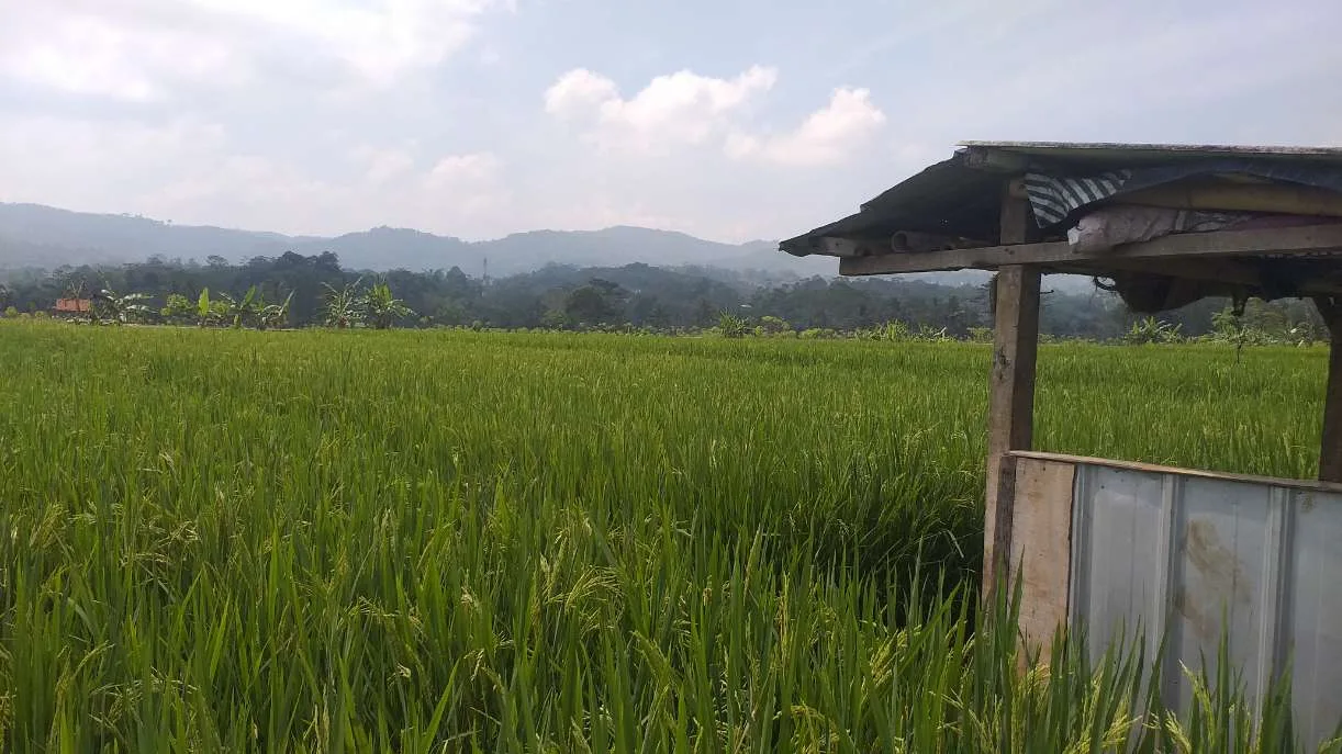 Musim Panen Tiba Harapan Petani Panen Bisa Melimpah