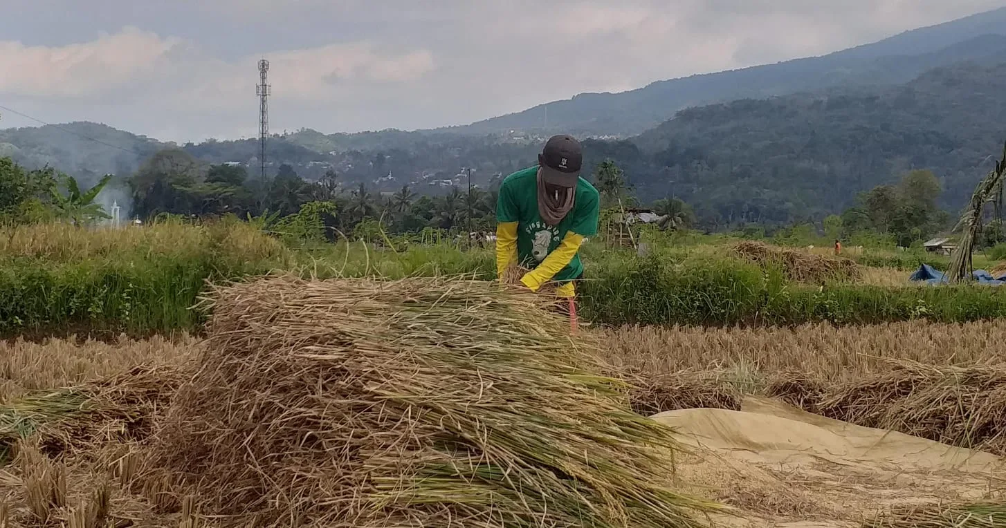 Harapan Petani Hasil Panen Melimpah Ketika Tiba Musim Panen