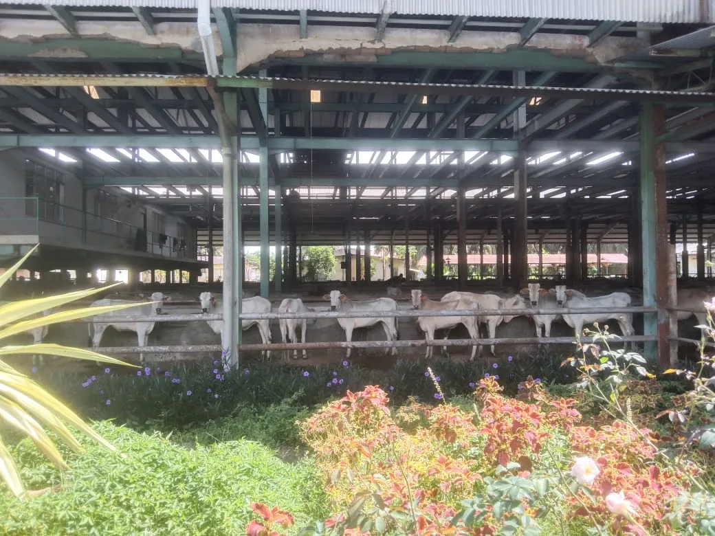 Eks Pabrik Teh Marjandi Beralih Fungsi Menjadi Kandang Lembu, Diduga Ada Permainan Manajerial