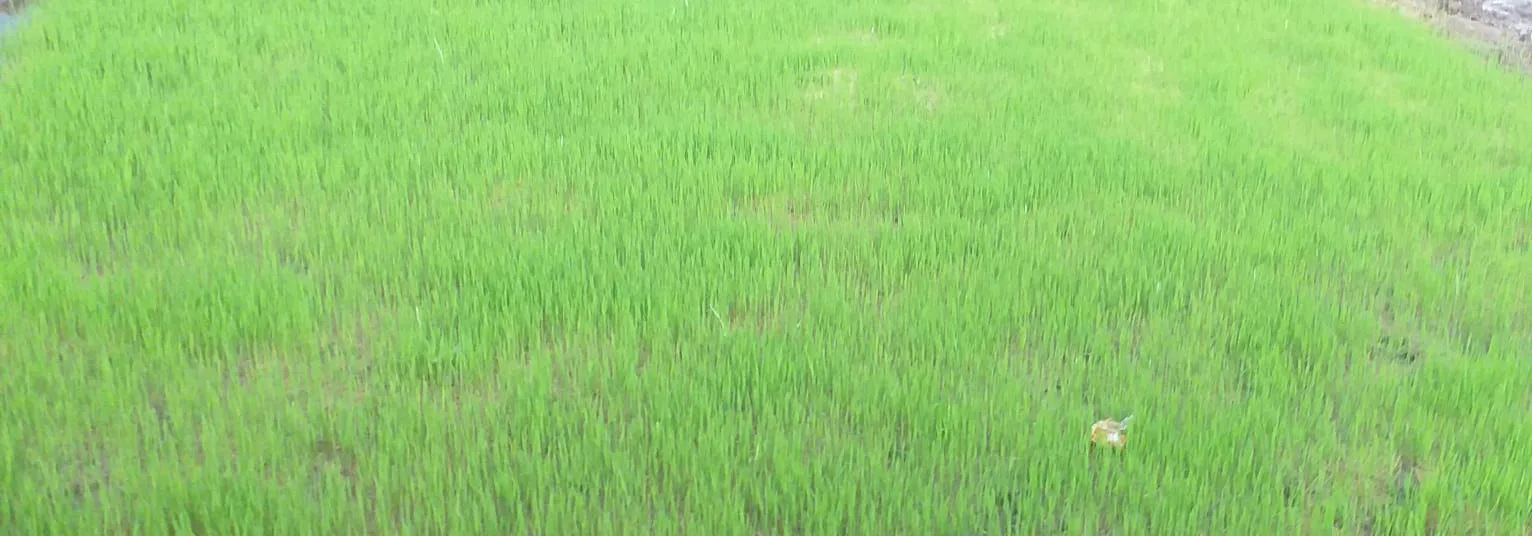 Petani di Pedesaan Mulai Memasuki Musim Tanam Padi