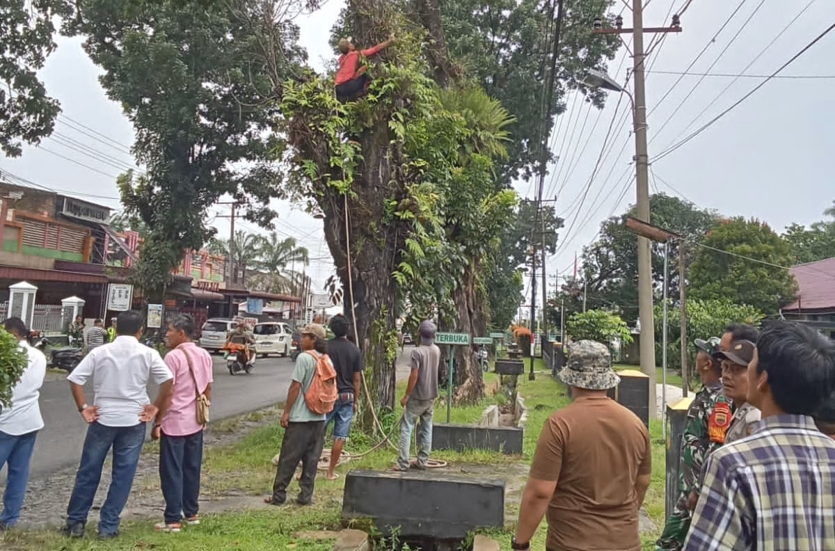 *Perantingan Pohon di Pinggir Jalan Asahan Berlanjut: Antisipasi Kecelakaan di Jalan*