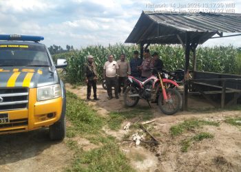 Kapolsek Tanah Jawa Cek Lahan Jagung 50 Hektare PTPN IV Jelang Panen Raya Februari