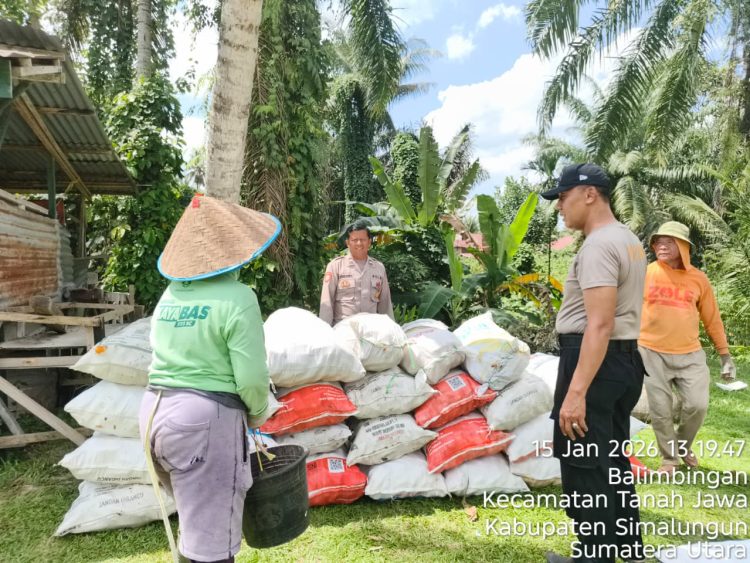 Kapolsek Tanah Jawa Turun Langsung Panen Jagung! 35 Goni Hasil Dari 6 Rante Lahan Polsek, Dukung Ketahanan Pangan