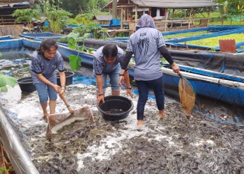 Pemanfaatan Lahan Produktif: Jaring Intel Tangerang Buktikan Sukses Panen Lele