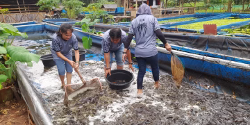 Pemanfaatan Lahan Produktif: Jaring Intel Tangerang Buktikan Sukses Panen Lele