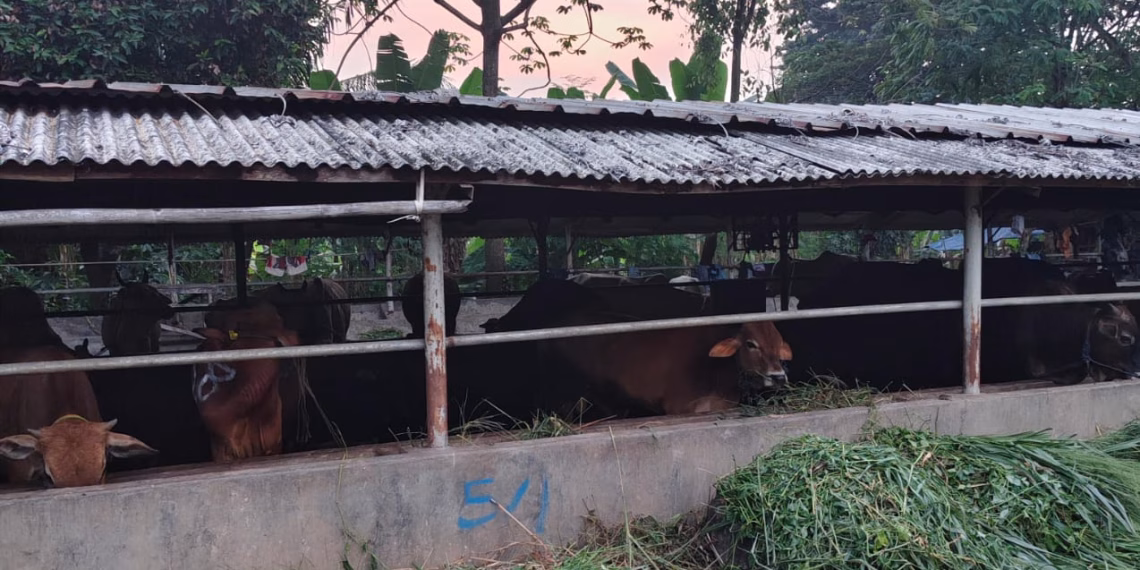 Diduga Cemari Lingkungan, Limbah Peternakan Sapi di Kelapa Dua Disoal