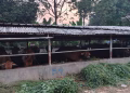 Diduga Cemari Lingkungan, Limbah Peternakan Sapi di Kelapa Dua Disoal