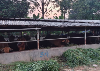 Diduga Cemari Lingkungan, Limbah Peternakan Sapi di Kelapa Dua Disoal