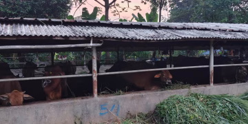Diduga Cemari Lingkungan, Limbah Peternakan Sapi di Kelapa Dua Disoal