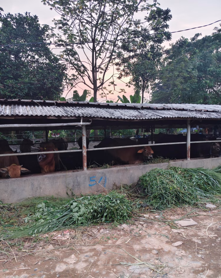 Diduga Cemari Lingkungan, Limbah Peternakan Sapi di Kelapa Dua Disoal