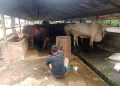 Diduga Belum Kantongi Izin Lingkungan, DLH Kabupaten Tangerang Turun Tangan Cek Peternakan Sapi di Danau Pakulonan
