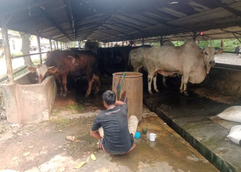 Diduga Belum Kantongi Izin Lingkungan, DLH Kabupaten Tangerang Turun Tangan Cek Peternakan Sapi di Danau Pakulonan