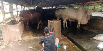 Diduga Belum Kantongi Izin Lingkungan, DLH Kabupaten Tangerang Turun Tangan Cek Peternakan Sapi di Danau Pakulonan