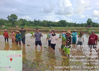 Inovasi Sistem Tanam Jajar Legowo Dorong Peningkatan Hasil Panen di Kecamatan Dungkek