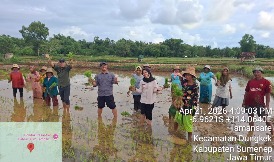 Inovasi Sistem Tanam Jajar Legowo Dorong Peningkatan Hasil Panen di Kecamatan Dungkek