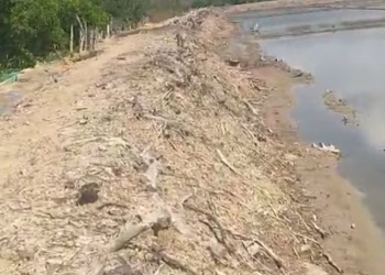 Diduga pengrusakan tanaman mangrove ,didesa pakamban laok. Terindikasi guna meraih keuntungan pribadi