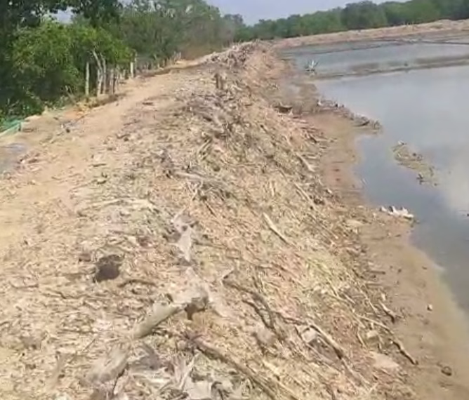 Diduga pengrusakan tanaman mangrove ,didesa pakamban laok. Terindikasi guna meraih keuntungan pribadi