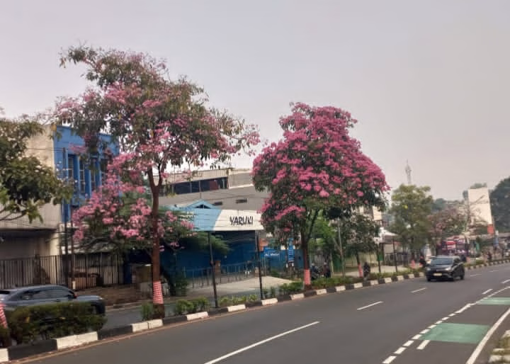 Tabebuya Mekar Serentak di Juanda hingga Kartini, Warga Depok Terpesona Keindahan “Sakura Tropis”