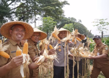 Panen Jagung Kuartal III di Batuceper, Kota Tangerang Perkuat Langkah Menuju Swasembada 2026