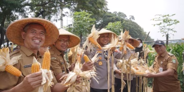 Panen Jagung Kuartal III di Batuceper, Kota Tangerang Perkuat Langkah Menuju Swasembada 2026
