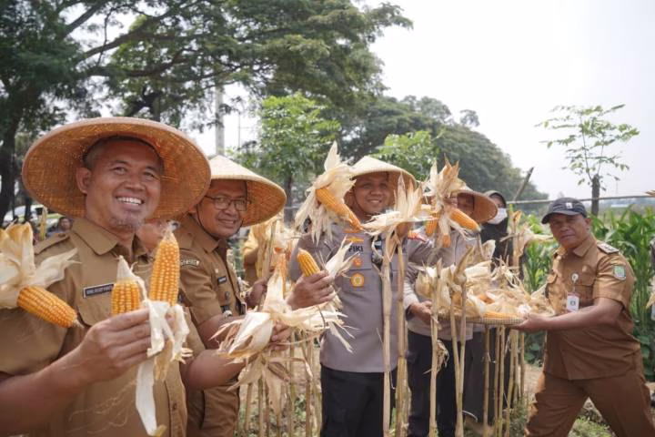Panen Jagung Kuartal III di Batuceper, Kota Tangerang Perkuat Langkah Menuju Swasembada 2026