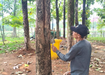 Cegah Pelapukan, DLHK Depok Lakukan Treatment dan Tambal Pohon Jati
