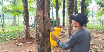 Cegah Pelapukan, DLHK Depok Lakukan Treatment dan Tambal Pohon Jati
