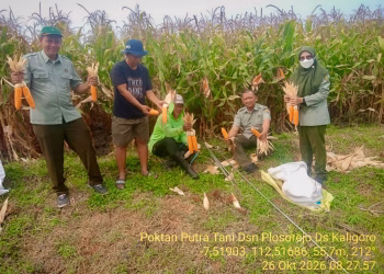 Pengubinan Jagung Benih Bantuan Adv 132 Montok, Poktan Putra Tani Sampaikan Harapan Petani