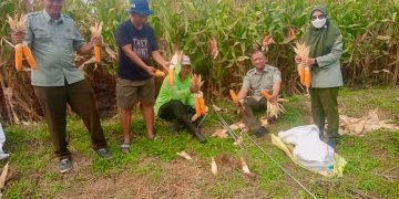 Pengubinan Jagung Benih Bantuan Adv 132 Montok, Poktan Putra Tani Sampaikan Harapan Petani